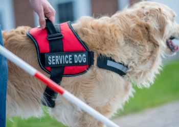 Closeup of dog with "service dog" vest and white cane infront