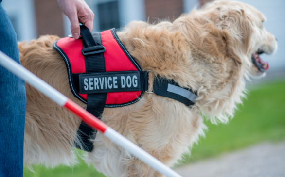 Closeup of dog with "service dog" vest and white cane infront